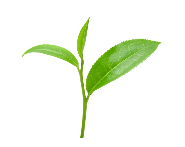 Hoja de té verde aislado en blanco