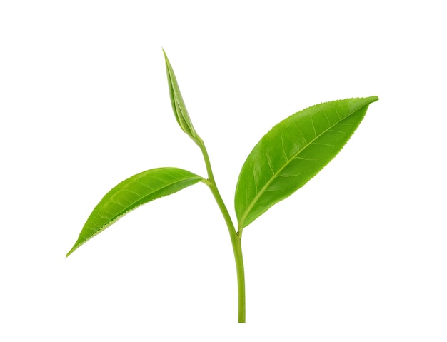 Hoja de té verde aislado en blanco