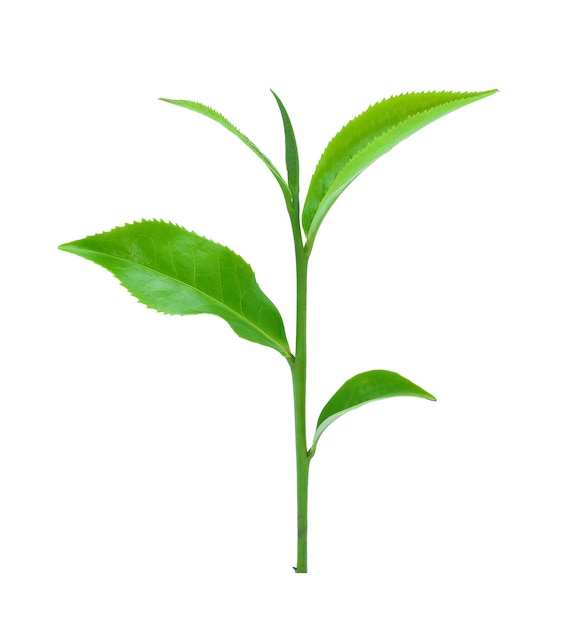Hoja de té verde aislado en blanco