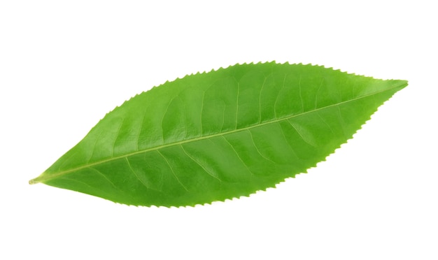 Hoja de té verde aislado en blanco