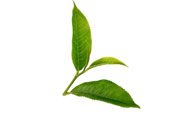 Hoja de té verde aislado en blanco