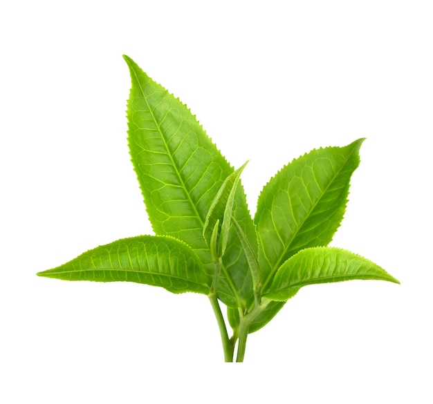 Hoja de té verde aislado en blanco