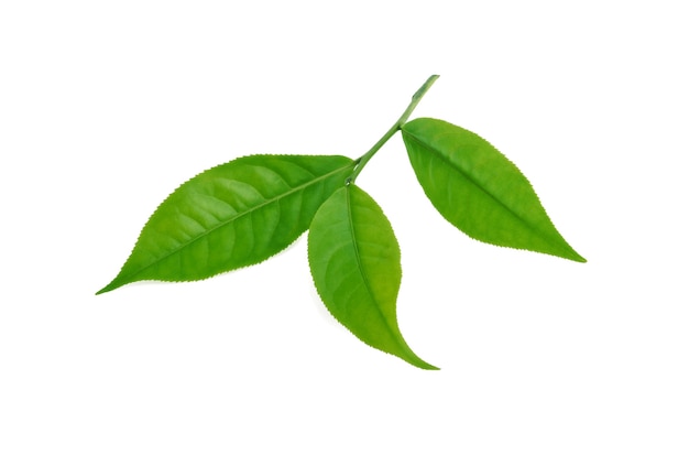 Hoja de té verde aislado en blanco