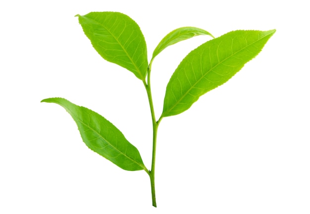 Hoja de té verde aislado en blanco