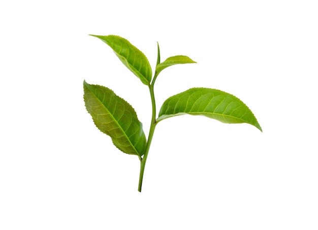 Hoja de té verde aislado en blanco