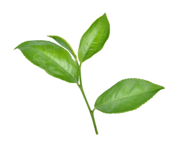 Hoja de té verde aislado en blanco