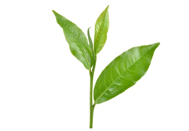 Hoja de té verde aislado en blanco