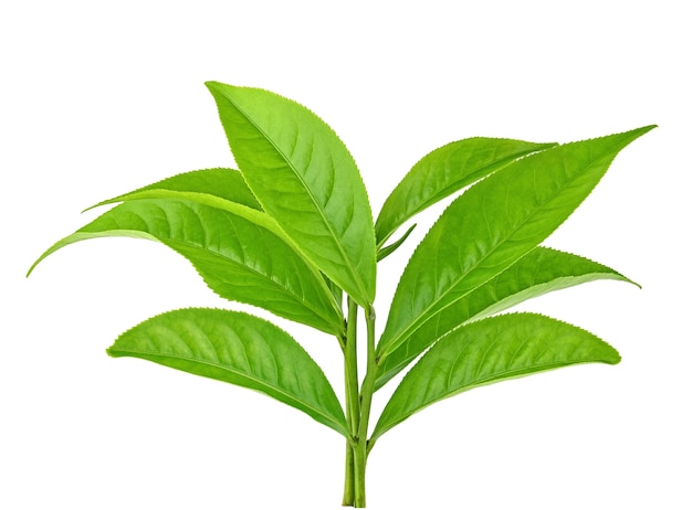 Hoja de té verde aislado sobre fondo blanco.