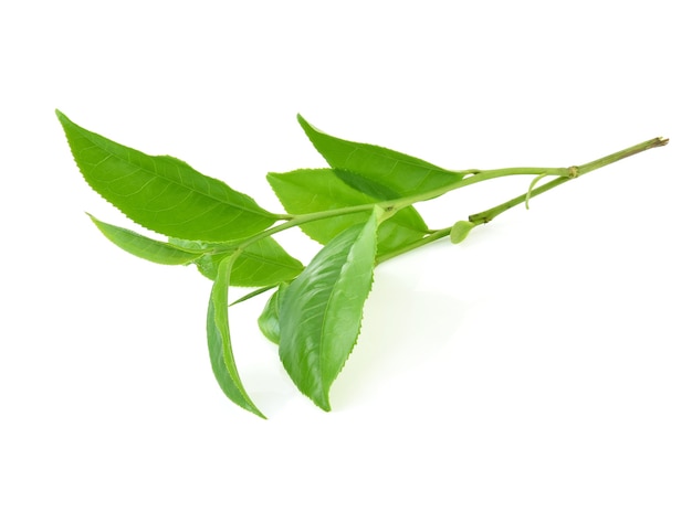 Hoja de té verde aislado sobre fondo blanco.