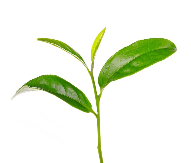 Hoja de té verde aislado sobre fondo blanco.