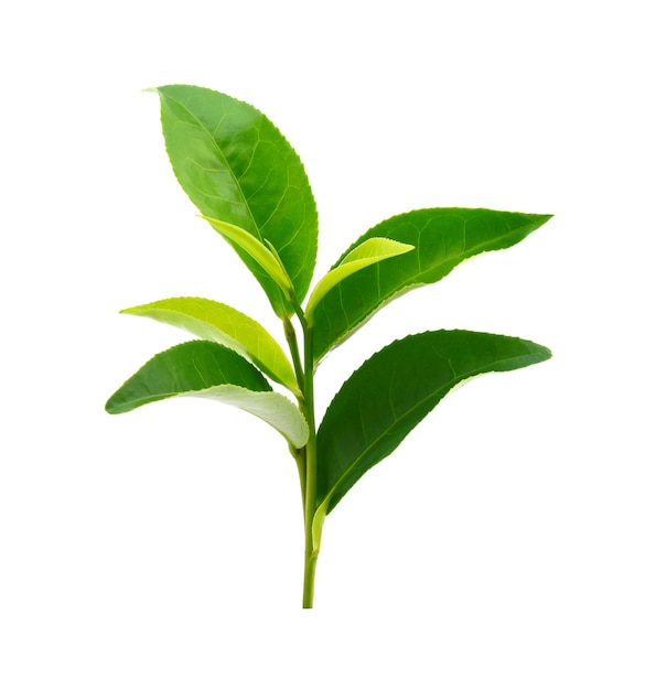 Hoja de té verde aislado sobre fondo blanco.