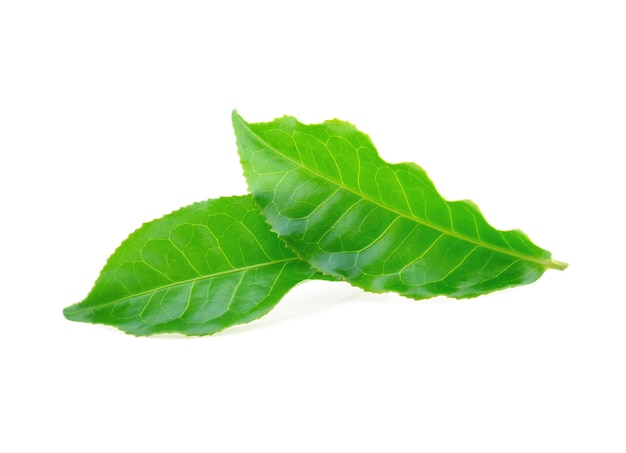 Hoja de té verde aislado sobre fondo blanco.