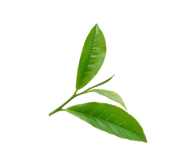 Hoja de té verde aislado sobre fondo blanco.