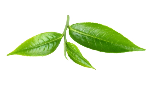 Hoja de té verde aislado sobre fondo blanco.