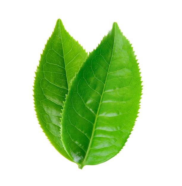 Hoja de té verde aislado sobre fondo blanco.