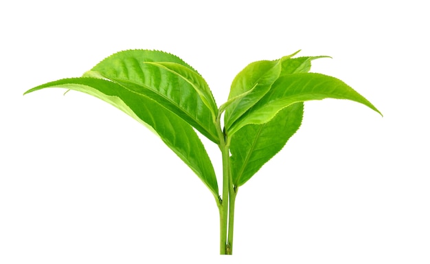 Hoja de té verde aislado