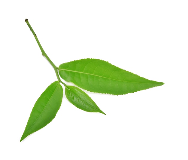 Hoja de té verde aislado