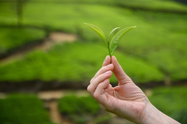 Hoja de té verde fresca en mano femenina