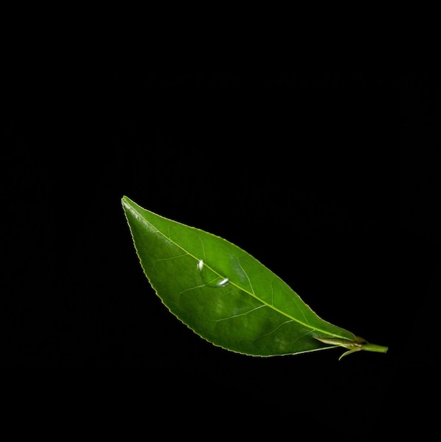 Hoja de té verde fresco sobre fondo negro