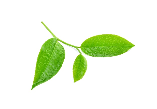 Hoja de té verde con gotas de agua sobre fondo blanco.