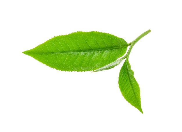 Hoja de té verde con gotas de agua sobre fondo blanco.