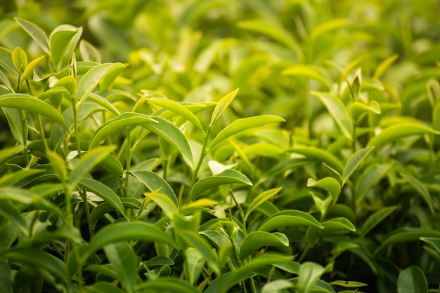 Hoja de té verde en la granja por la mañana.