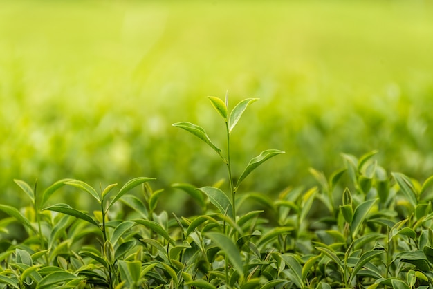 Hoja de té verde en la granja por la mañana.