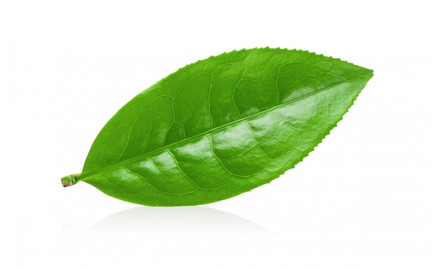 Hoja de té verde sobre blanco