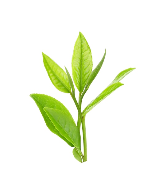 Hoja de té verde sobre fondo blanco.