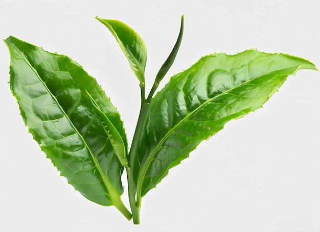 hoja de té verde sobre un fondo blanco