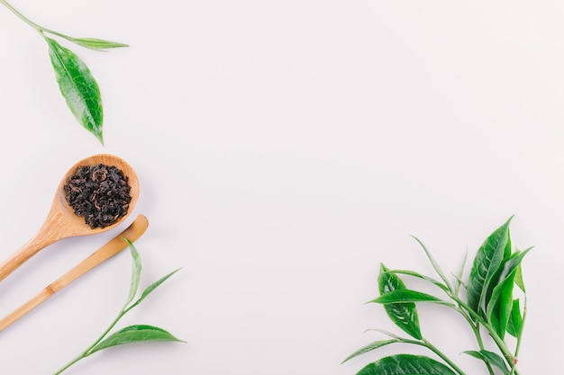 Hoja de té verde de la vendimia aislada en el fondo blanco