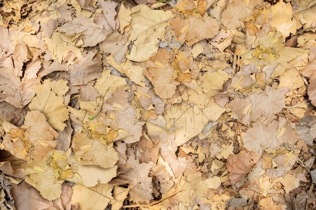 Foto hoja de teca marchita amontonada en el suelo en otoño