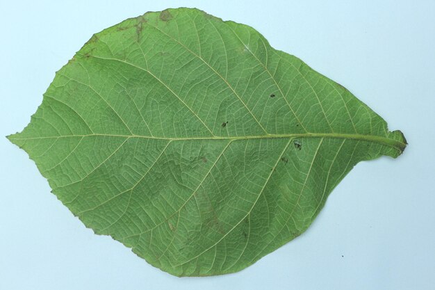 Hoja de teca verde aislado sobre fondo blanco.