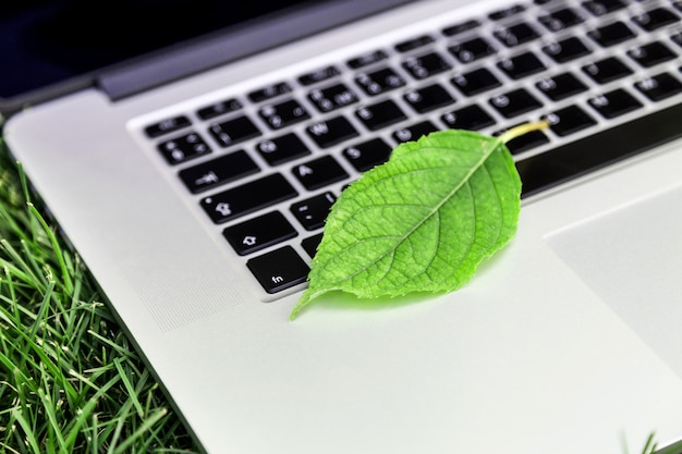 Foto hoja en el teclado de la computadora portátil en el fondo