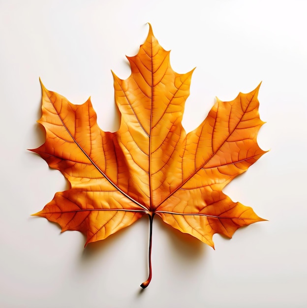 Una hoja en la temporada de otoño aislada en blanco