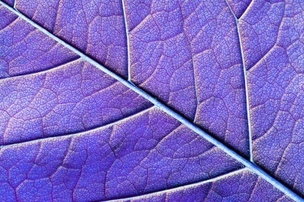 Hoja de textura macro abstracta azul claro