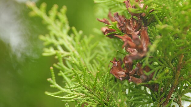 Foto la hoja de thuja se balancea en el viento planta ornamental popular de hoja perenne