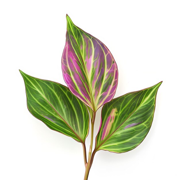 Hoja de Tradescantia aislada con forma de hoja con patrón en forma de lanza y en un fondo limpio Clipart