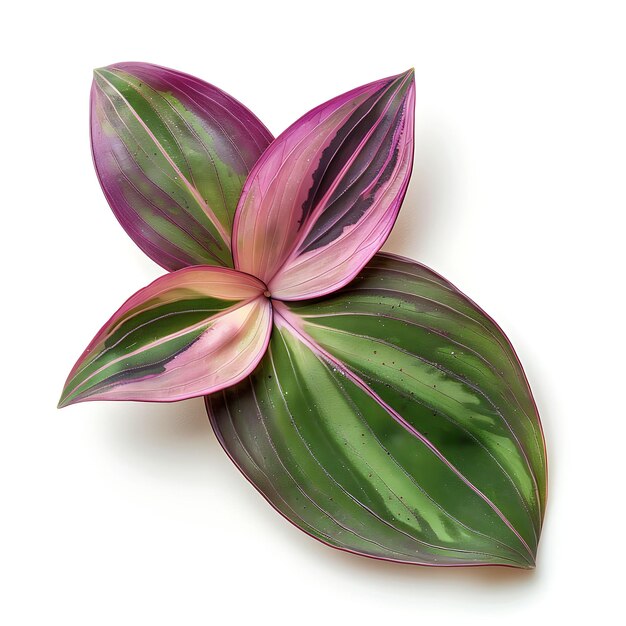 Hoja de Tradescantia aislada con forma de hoja con patrón en forma de lanza y en un fondo limpio Clipart