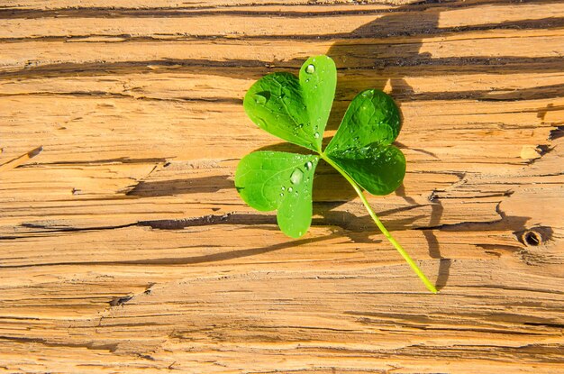 Hoja de trébol Feliz Día de San Patricio Enfoque selectivo naturaleza