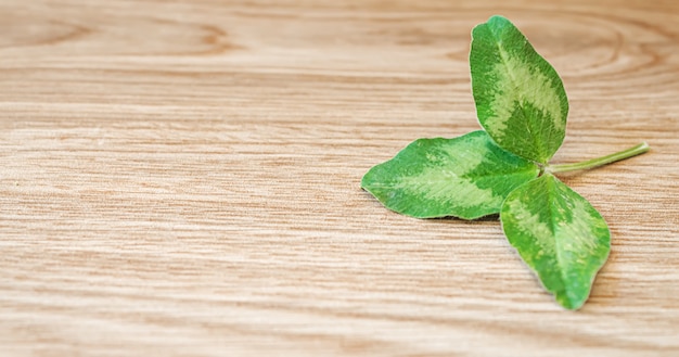 Foto hoja de trébol. feliz dia de san patricio. naturaleza de enfoque selectivo