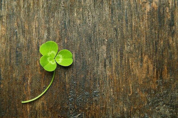 Hoja de trébol sobre fondo de madera