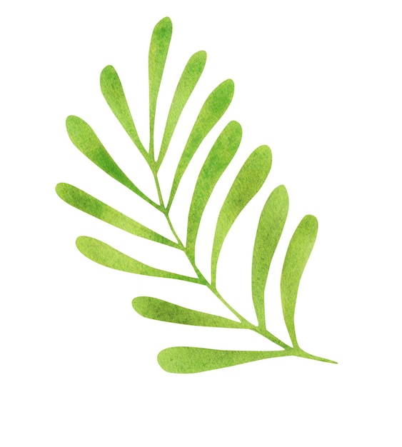 Hoja tropical aislada sobre un fondo blanco Ilustración en acuarela