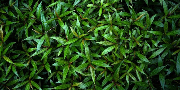 Hoja tropical follaje naturaleza fondo verde oscuro