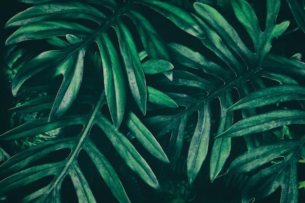 Hoja tropical, fondo de naturaleza verde oscuro