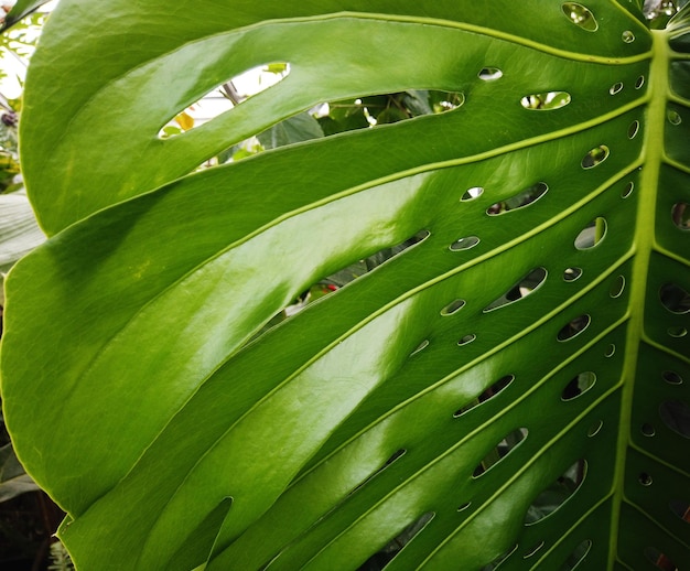 Hoja tropical verde grande de la planta monstera