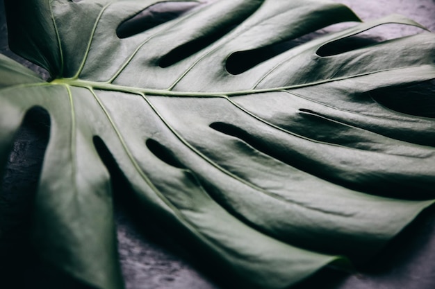 Hoja tropical verde sobre fondo negro Planta de interior Monstera Foto ecológica