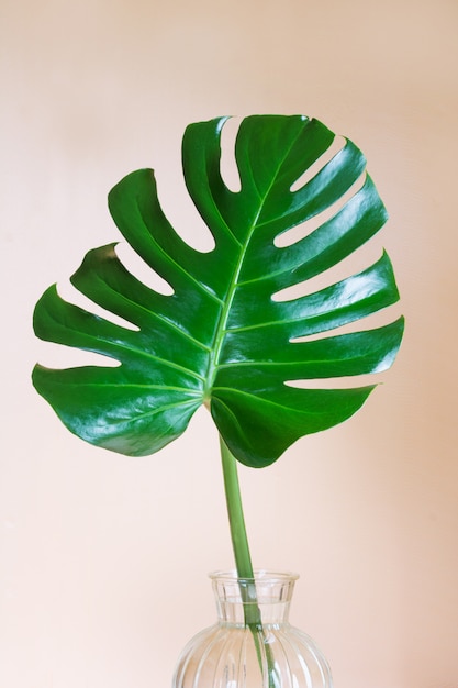 Foto hoja única de planta monstera en jarrón.