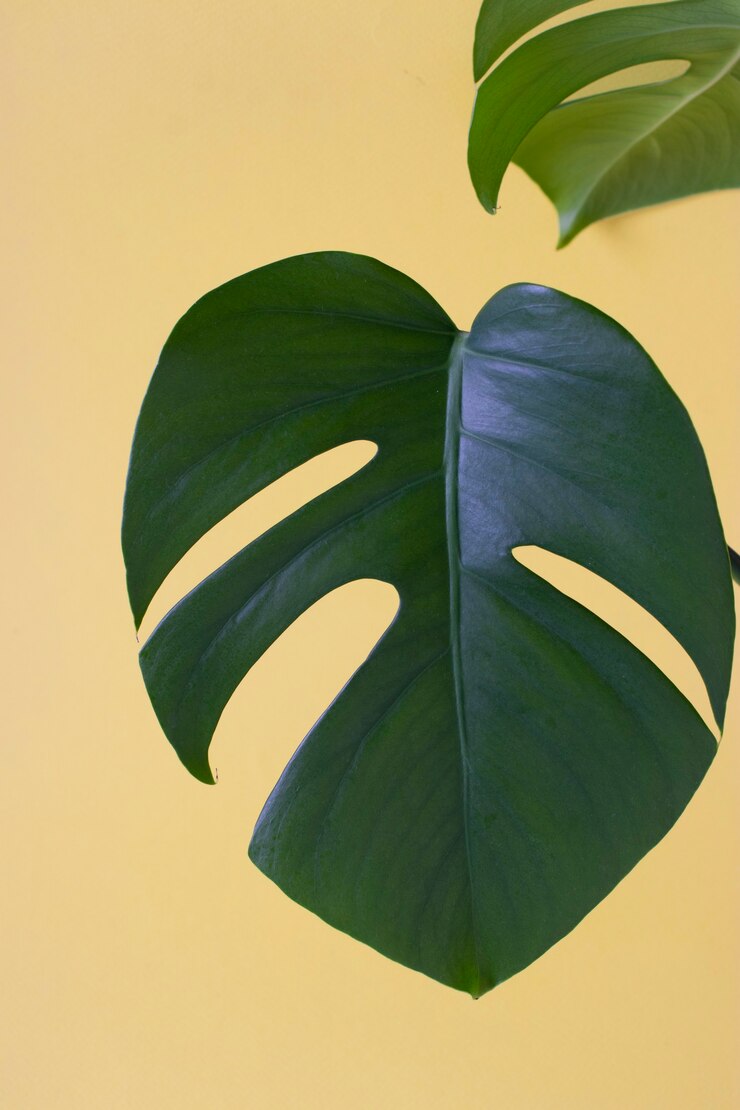 Foto hoja única de la planta monstera sobre superficie amarilla