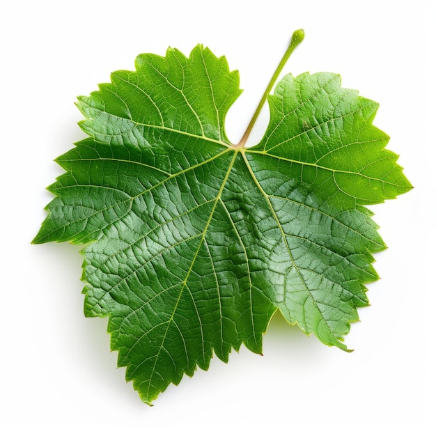 Foto hoja de uva aislada hojas de uva jóvenes con ramas y zarcillos sobre fondo blanco